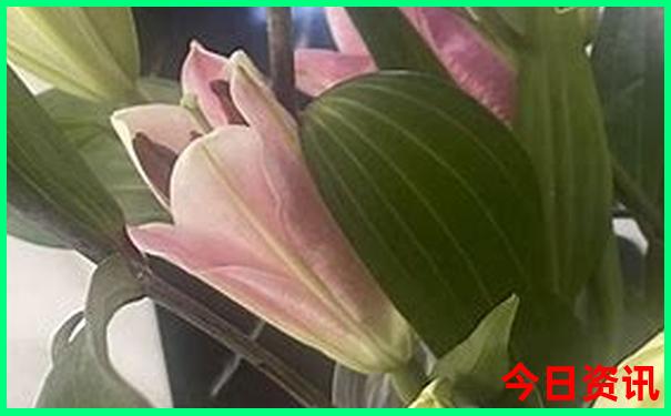云南昆明旅游景点推荐